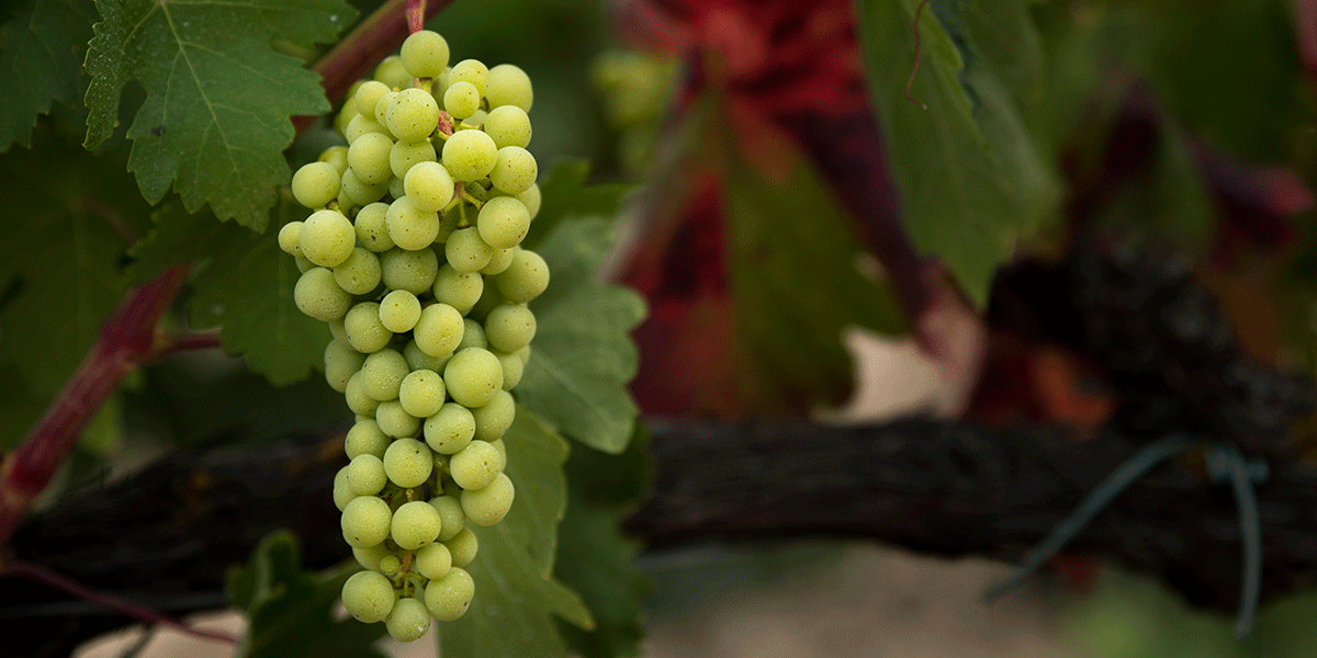 Uva blanca en el viñedo